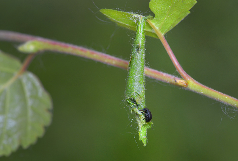 berkenbladroller (Deporaus betulae) 5-2014 8854