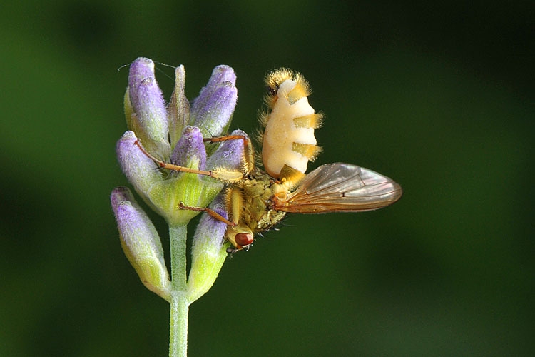 beschimmelde strontvlieg 6-2012 8624