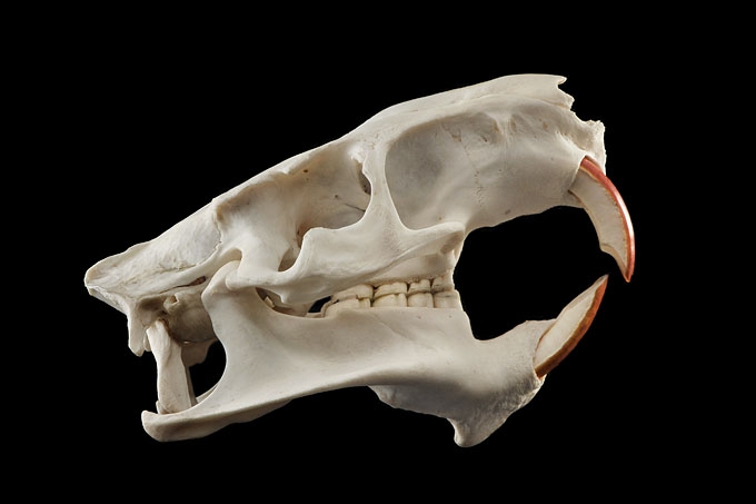 beverrat (myocastor coypus) 3255