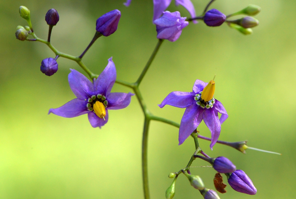 bitterzoet 8-2014 0407