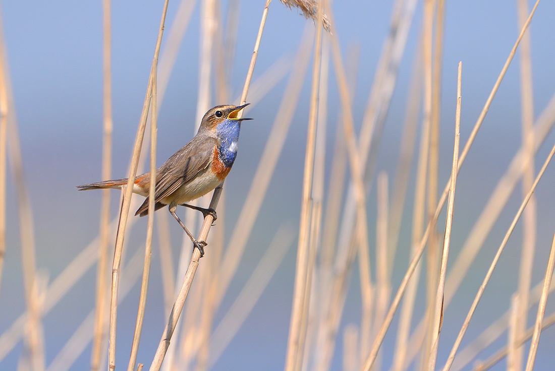 blauwborst (Luscinia cyanecula) 4-2017 8154