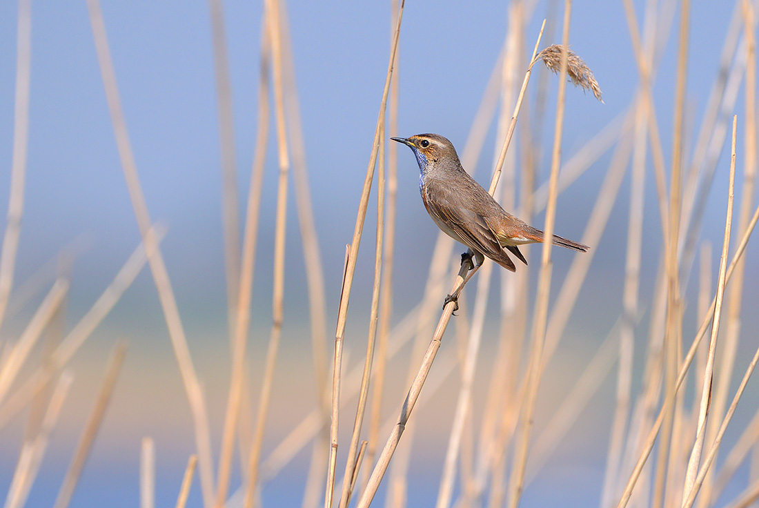 blauwborst (Luscinia cyanecula) 4-2017 8158