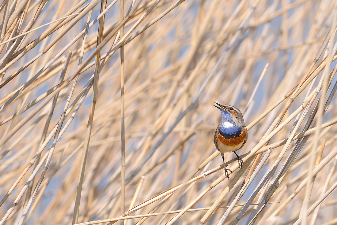 blauwborst (Luscinia cyanecula) 4-2017 8163
