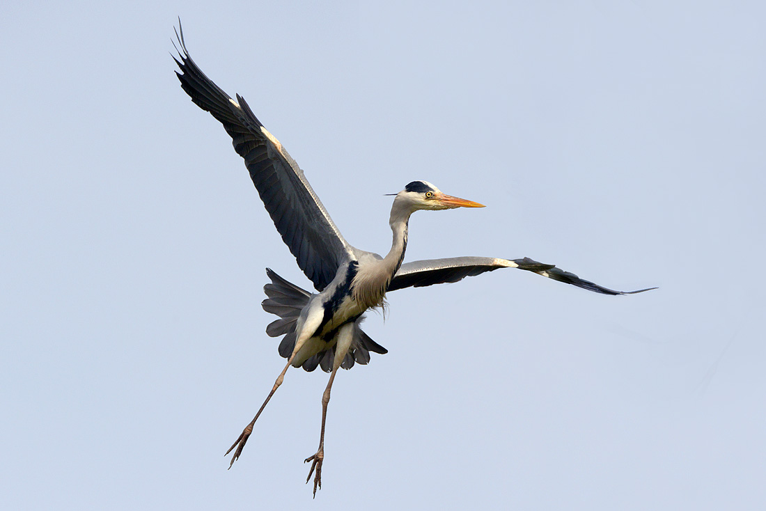 blauwe reiger (Ardea cinerea) 3-2016 7583