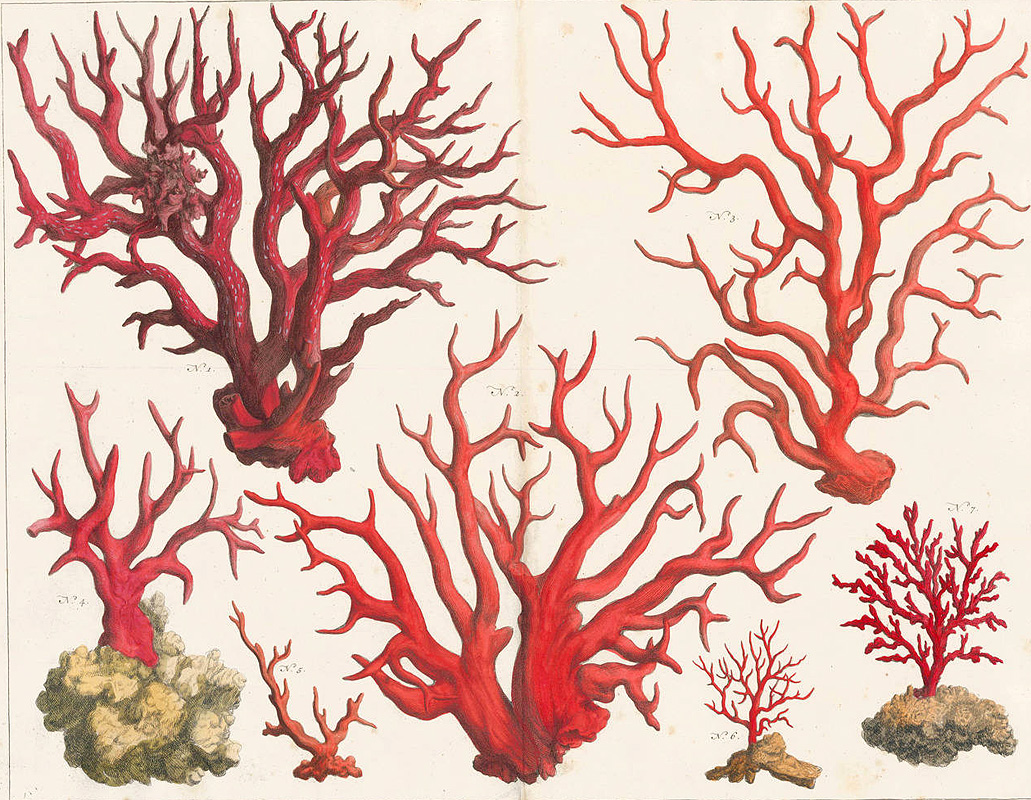 bloedkoraal cabinet natural curiosities
