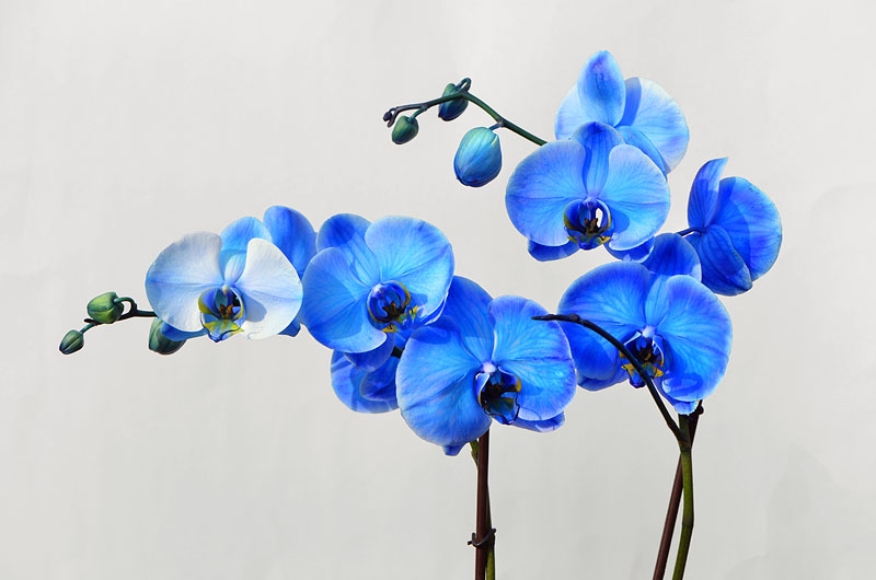 blue phalaenopsis 7-2013 1160