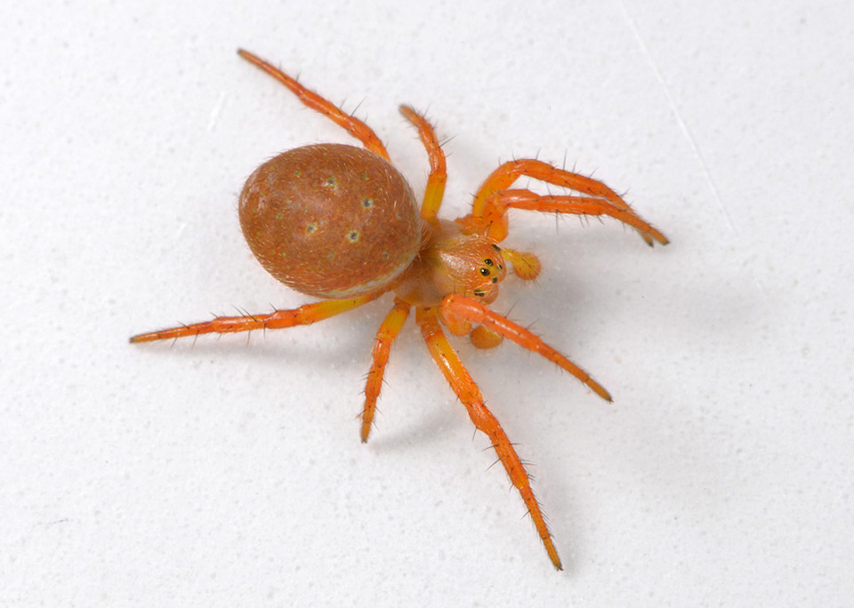 bontekomkommerspin (araniella displicata) 3-2014 8652