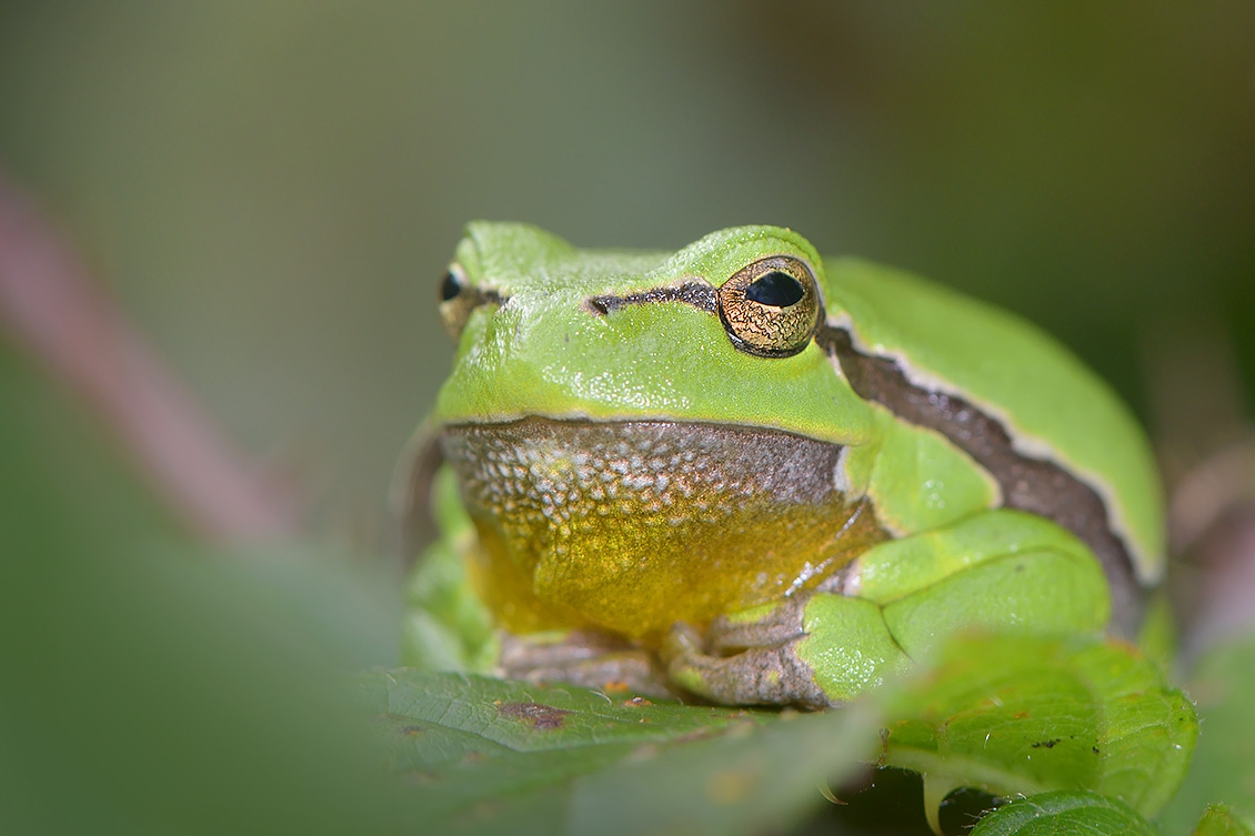 boomkikker (Hyla arborea) 9-2017 3893