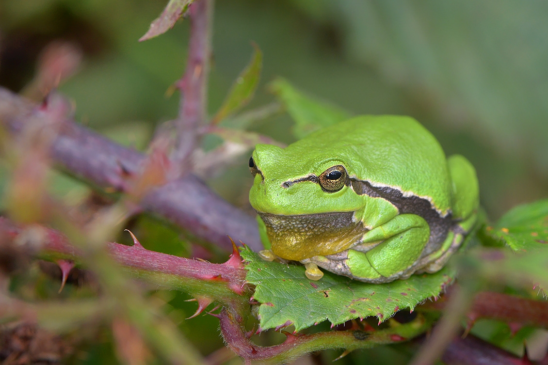 boomkikker (Hyla arborea) 9-2017 3898