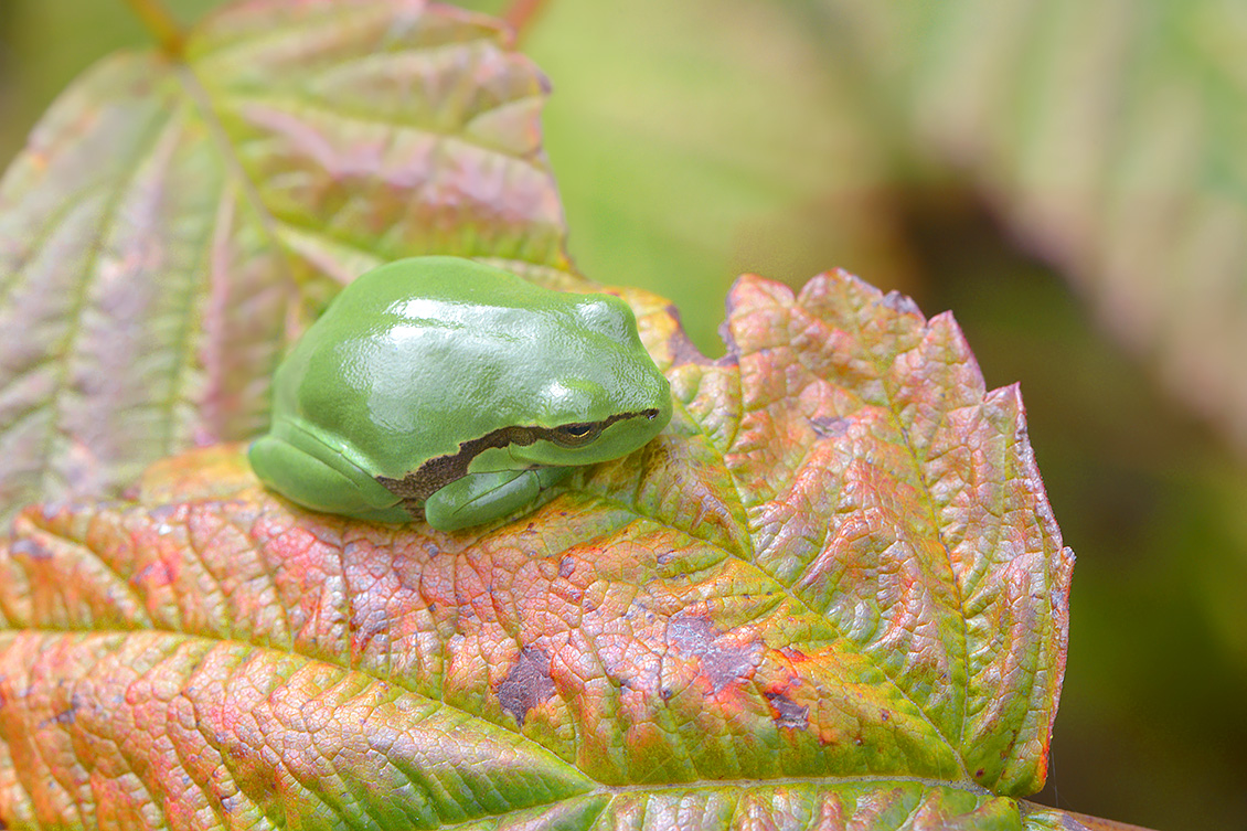 boomkikker (Hyla arborea) 9-2017 3928