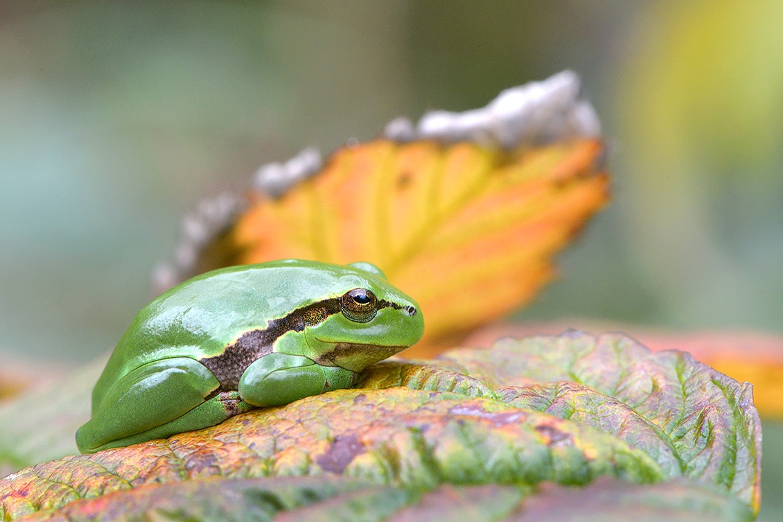 boomkikker (Hyla arborea) 9-2017 3932