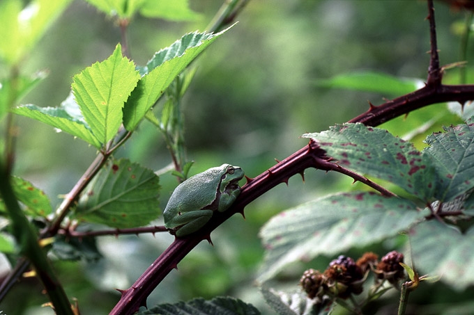boomkikker (hyla arborea) 39-5
