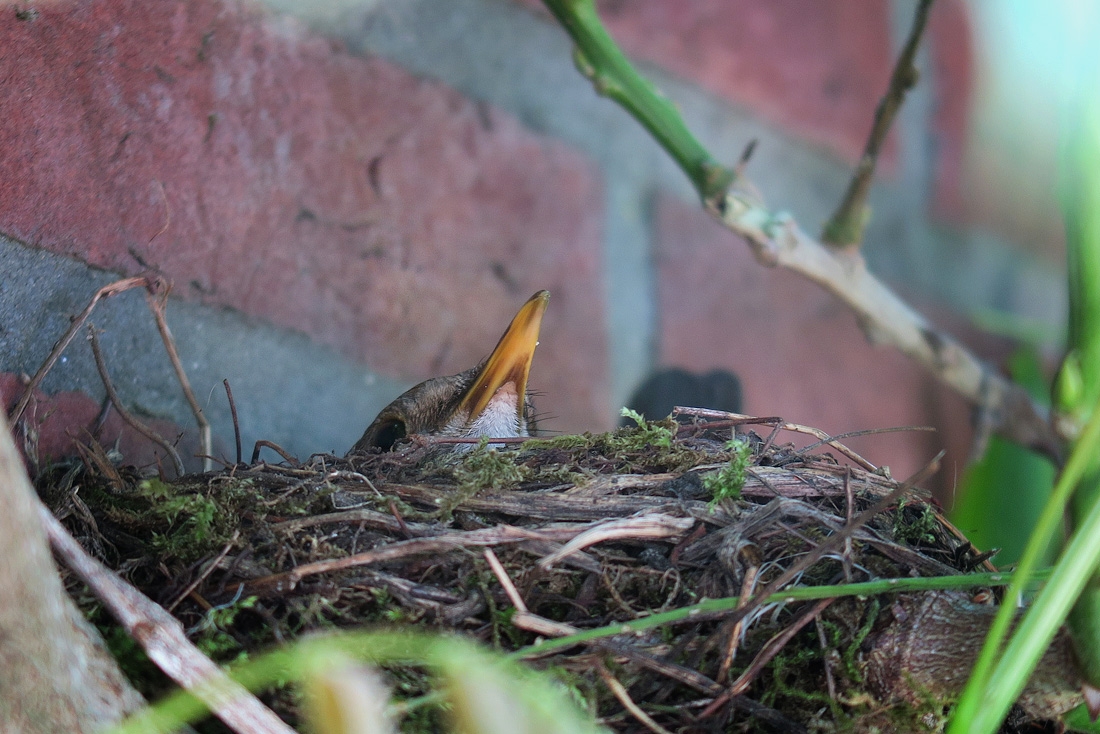 broedende merel 6-2016 0239