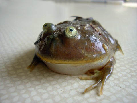 budgets kikker (lepidobatrachus laevis).