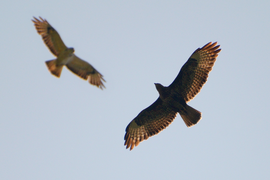 buizerd (Buteo buteo) 5-2016 9918