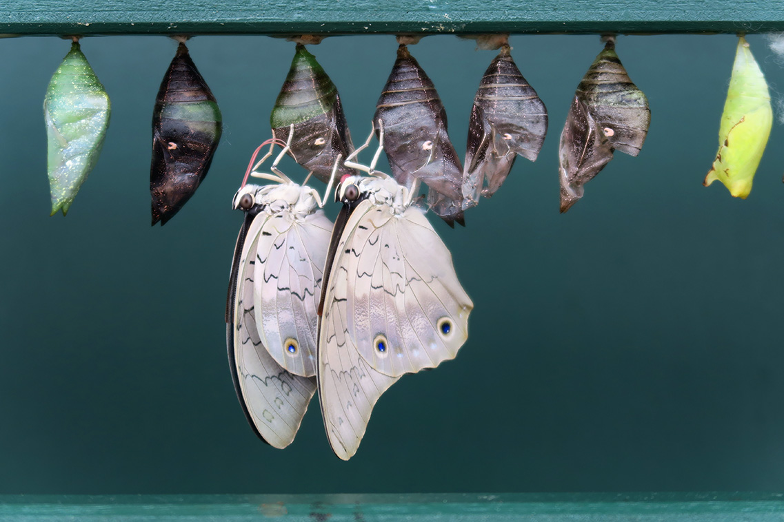 butterfly house 4-2018 5476