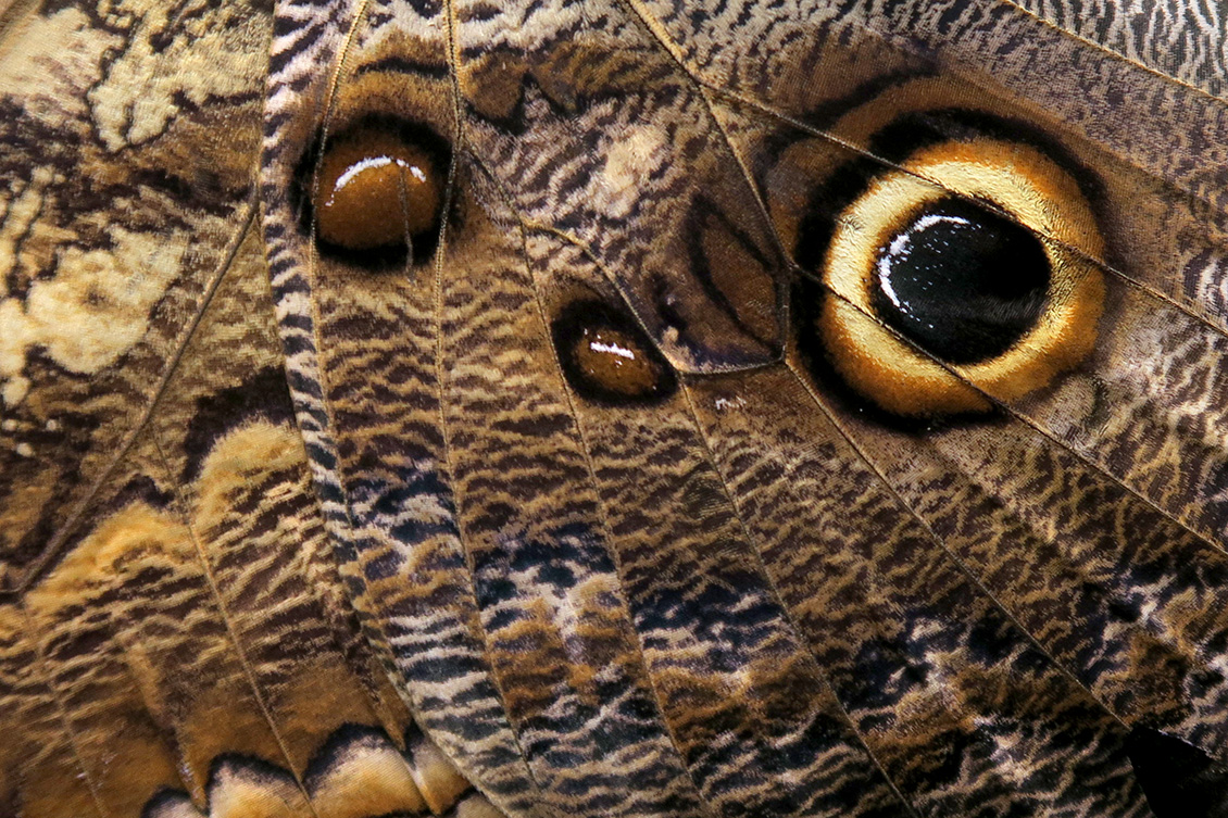 caligo telamonius mennon 4-2018 5482