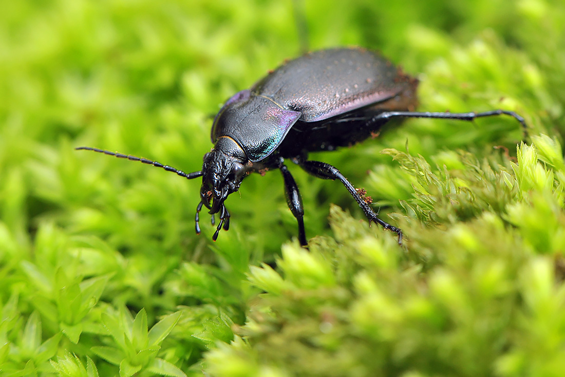 carabus violaceus 3-2012 5403