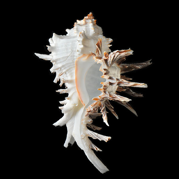 chicoreus cichoreum 4-2012 4157