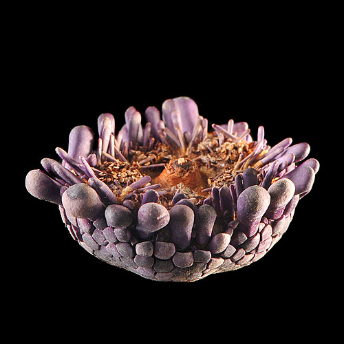 colobocentrotus atratus 11-2012 1466