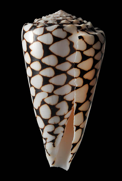 conus marmoreus 2-2012 5048