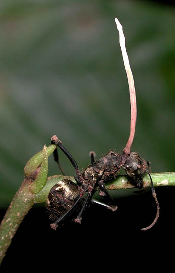 cordyceps unilateralis (foto: l. ghilbert ut austin)