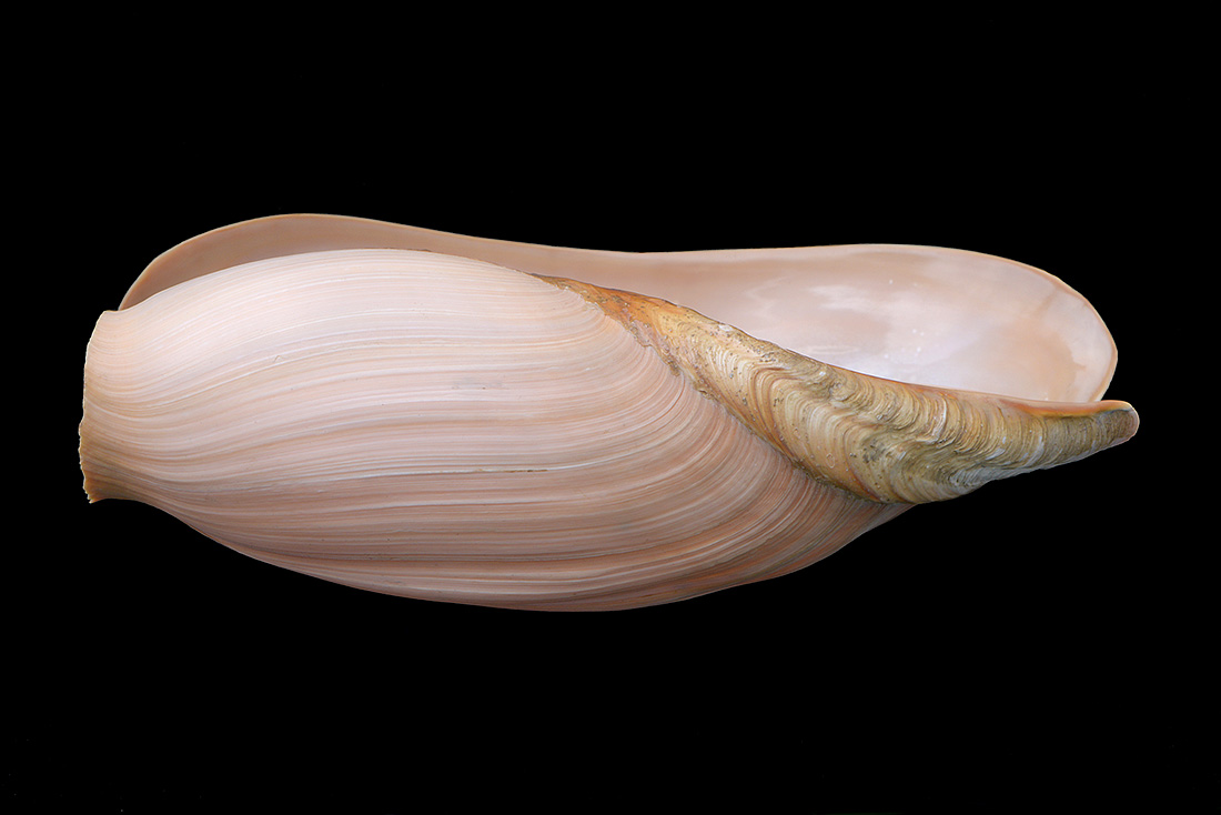 cymbium glans 5-2017 0888