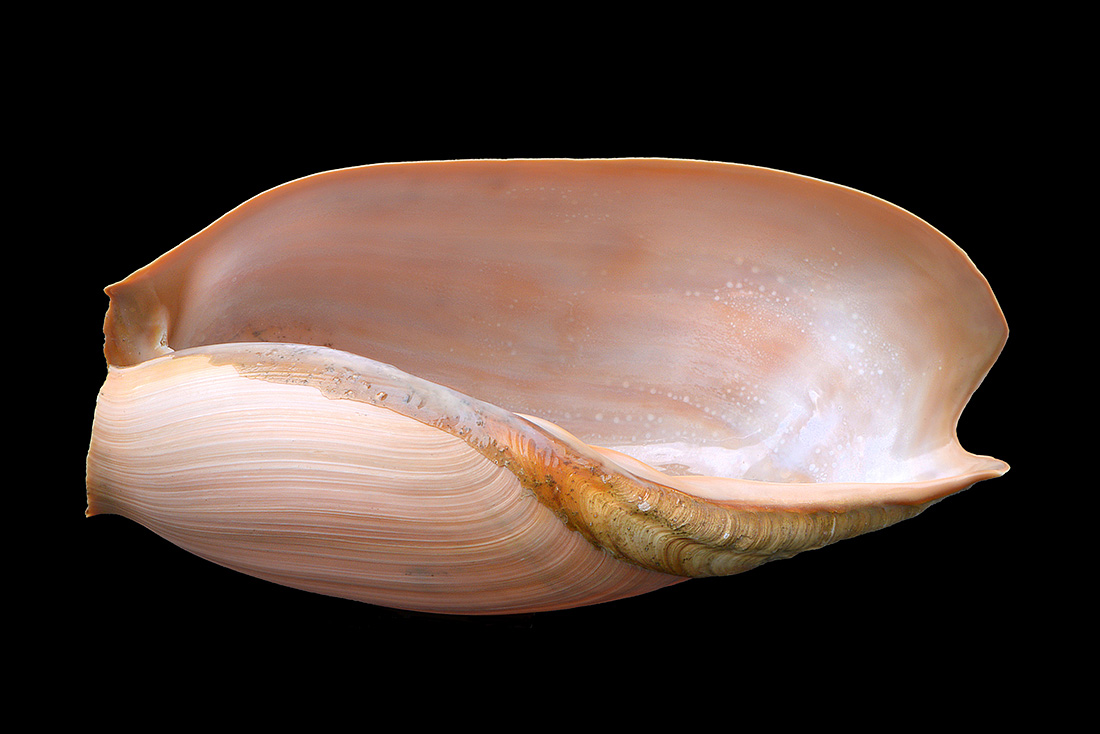 cymbium glans 5-2017 0889