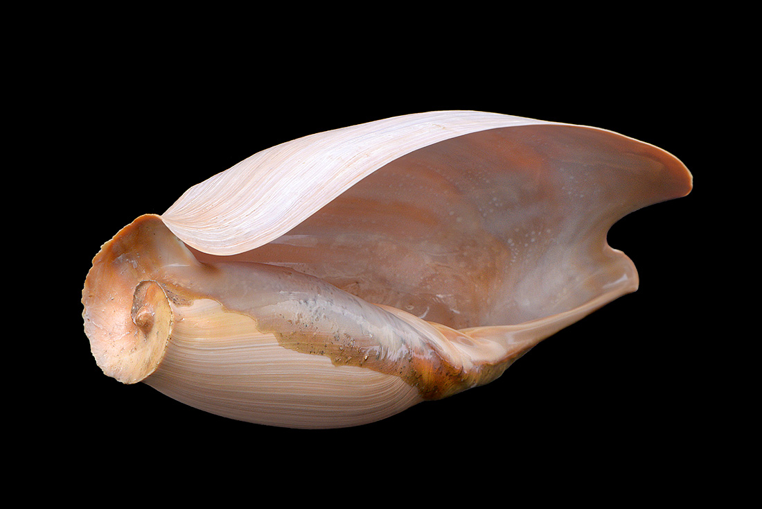 cymbium glans 5-2017 0891