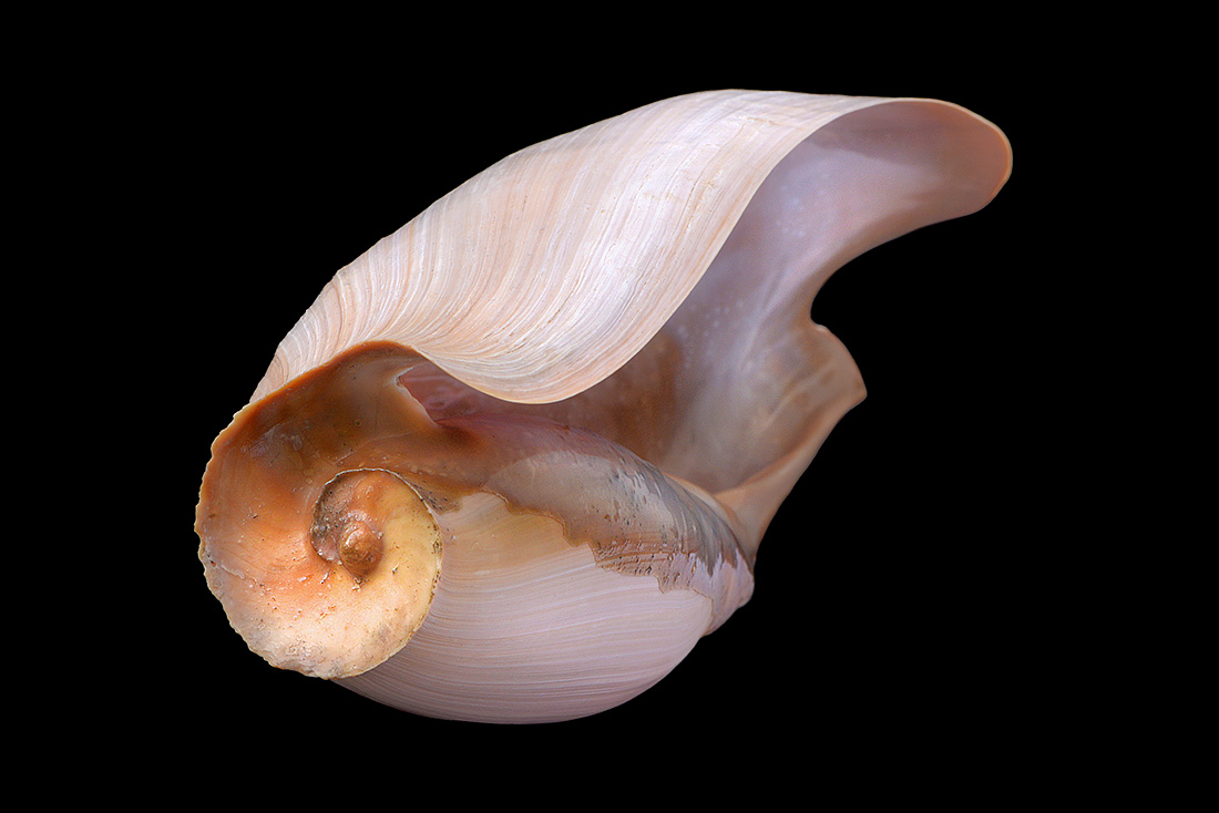 cymbium glans 5-2017 0894