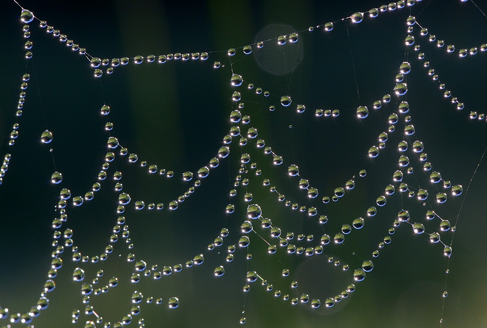 dauw in web 9-2015 3968