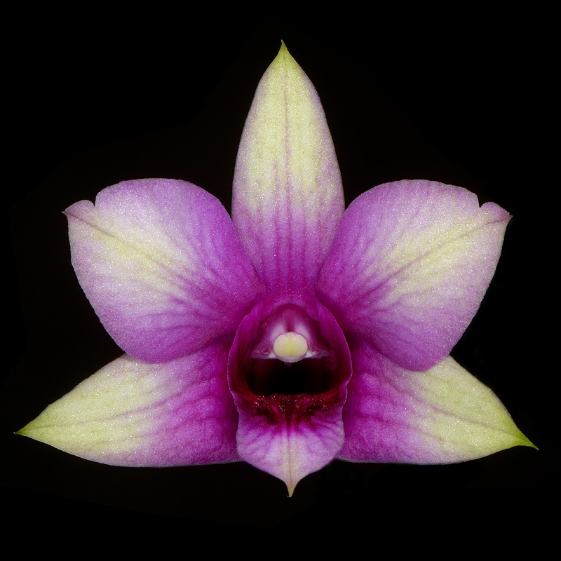 dendrobium polar fire 7-2015 3119
