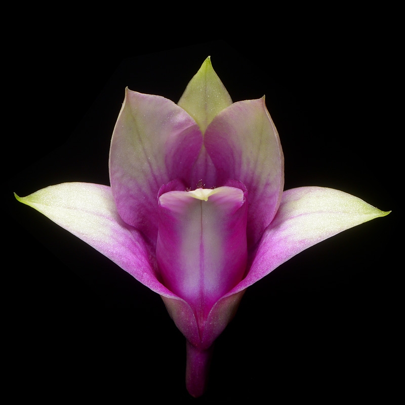 dendrobium polar fire 7-2015 3126