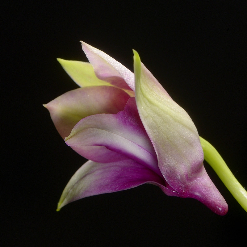 dendrobium polar fire 7-2015 3129