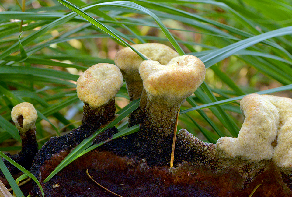 dennenvoetzwam (Phaeolus schweinitzii) 10-2015 4151