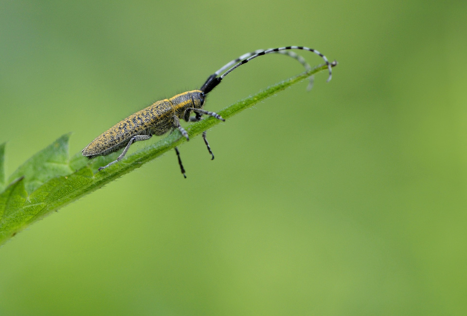 distelboktor (agapanthia villosoviridescens)