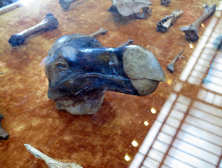 dodo jardin des plantes 5-2013 1308