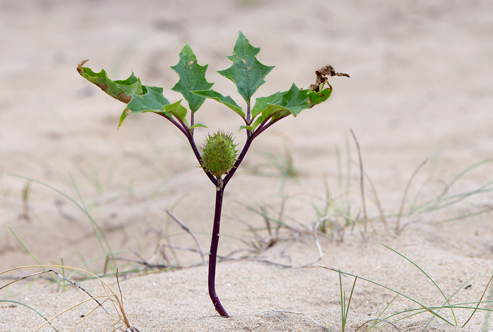 doornappel (datura stramonium) 9-2016 2143