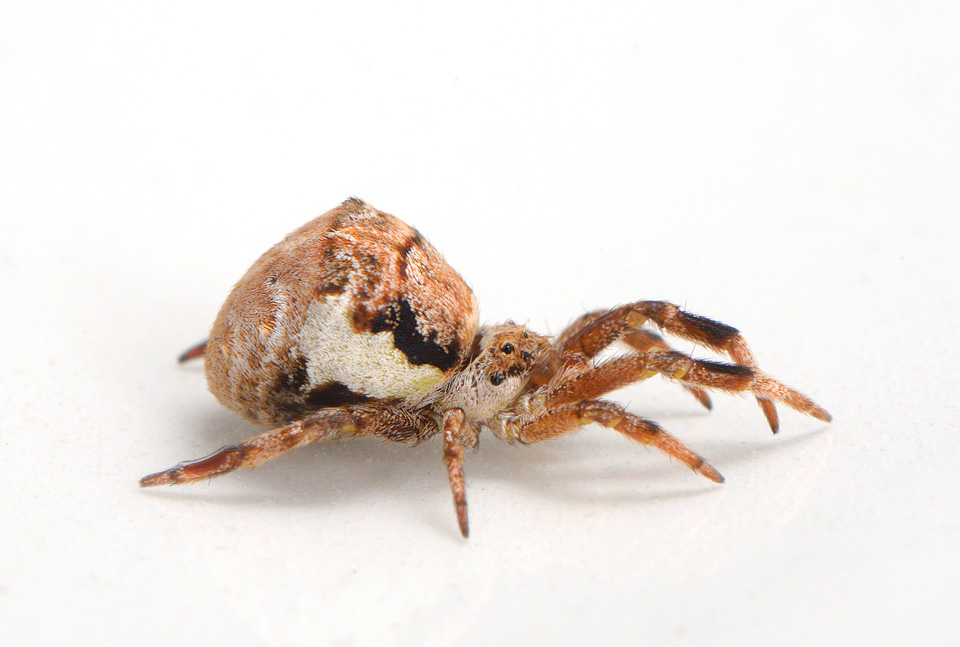 driehoekswebspin (Hyptiotes paradoxus) 8-2015 3294