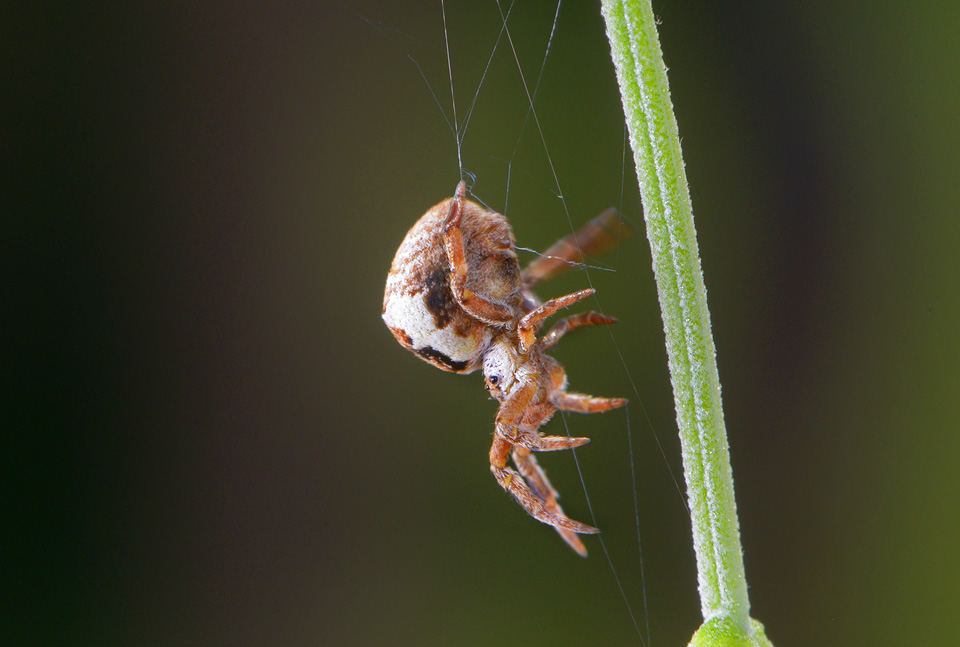 driehoekswebspin (Hyptiotes paradoxus) 8-2015 3303