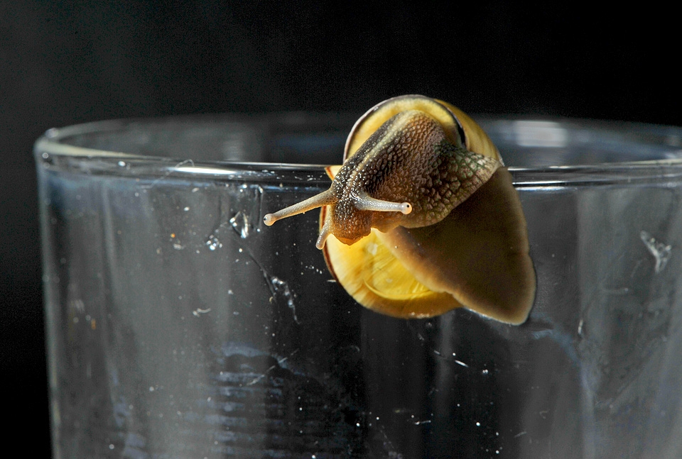 dronken slak 3-2013 4362