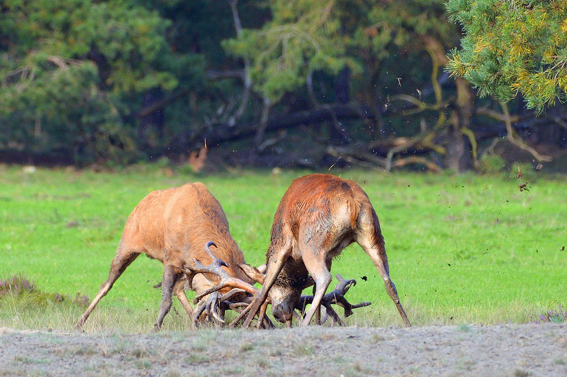 edelhert (Cervus elaphus) 9-2017 4693