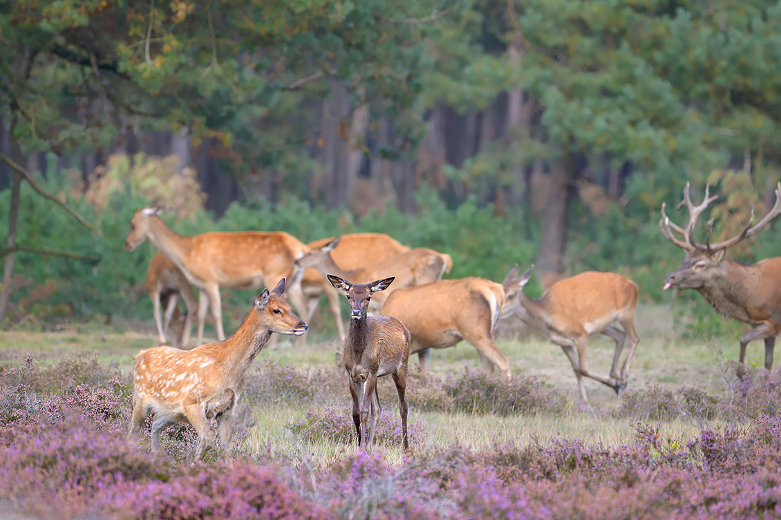 edelhert (Cervus elaphus) 9-2017 4732