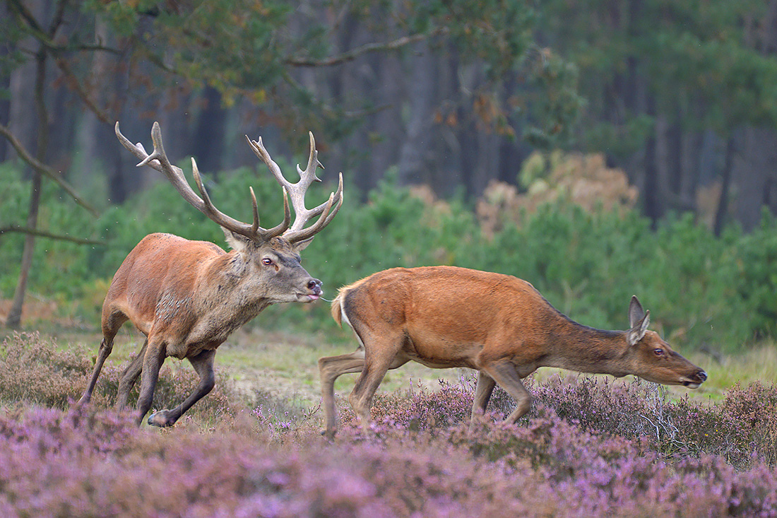 edelhert (Cervus elaphus) 9-2017 5138