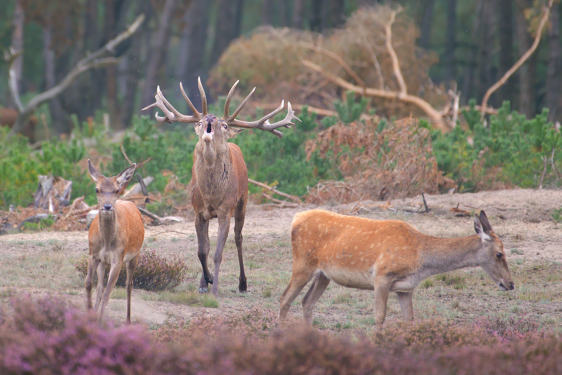 edelhert (Cervus elaphus) 9-2017 5278