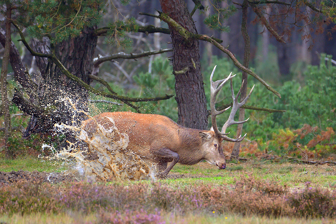 edelhert (Cervus elaphus) 9-2017 5518