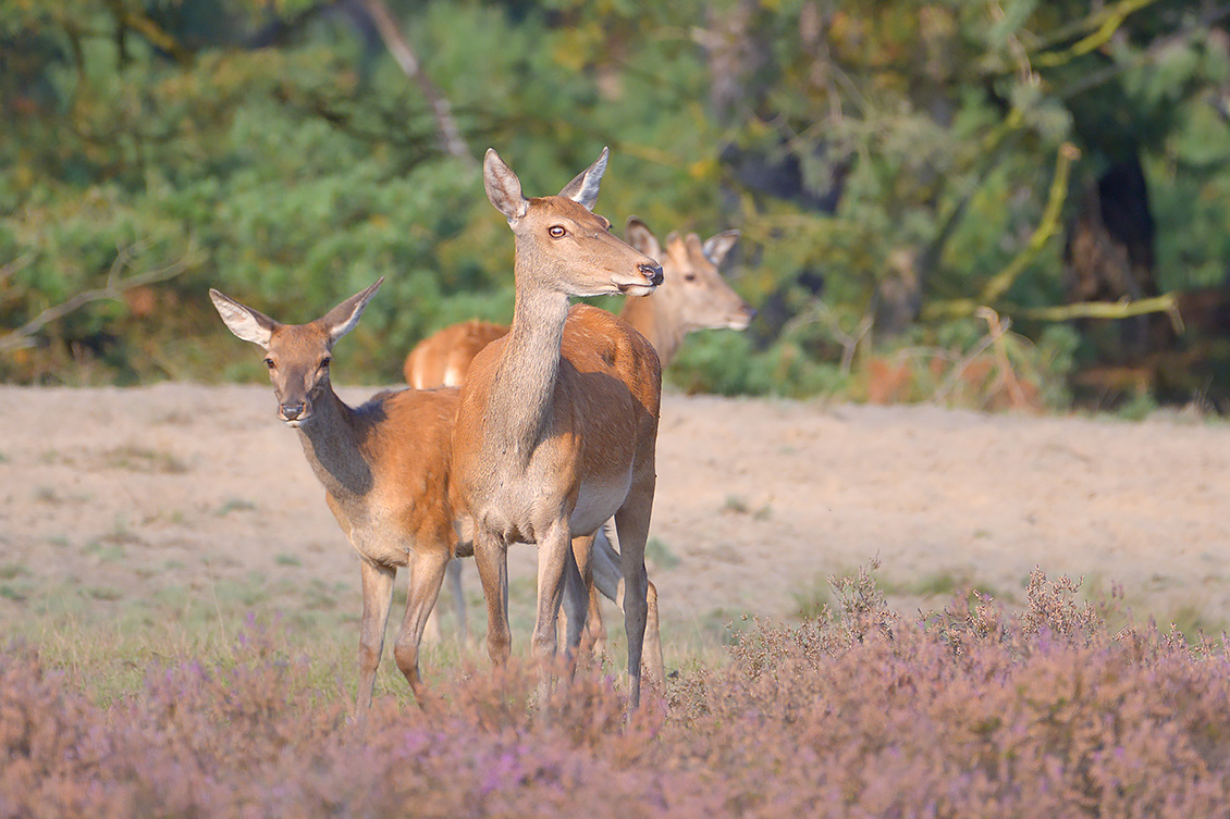 edelhert (Cervus elaphus) 9-2017 6256