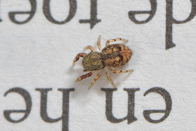 eikenspringspin (ballus chalybaeius=b. depressus) 4-2012 6622