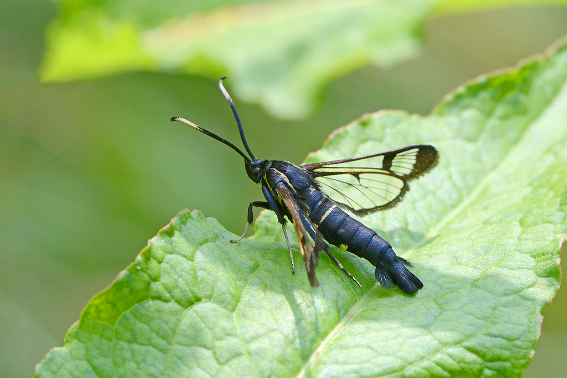 elzenwespvlinder (Synanthedon spheciformis) 6-2018 4498