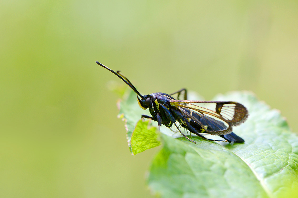 elzenwespvlinder (Synanthedon spheciformis) 6-2018 4504